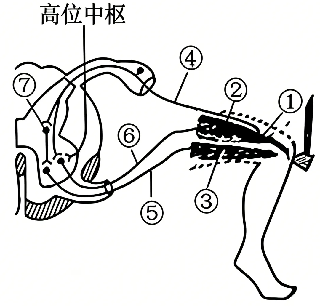 2026年安徽省高考生物真题(word含答案)-第3张图片-四季读书网