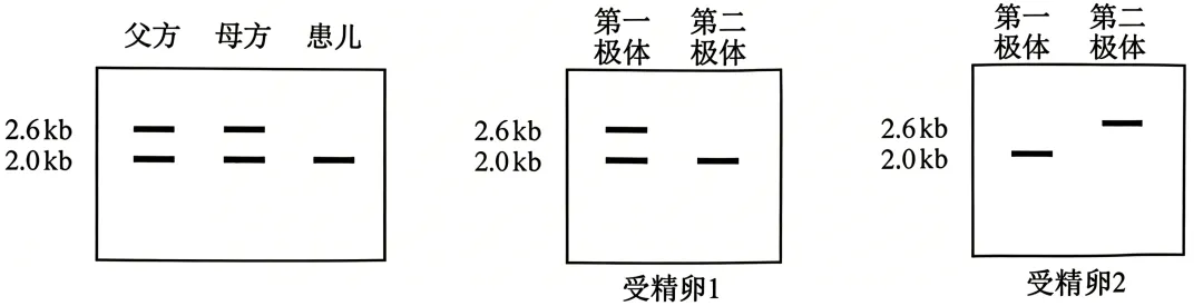 2026年安徽省高考生物真题(word含答案)-第5张图片-四季读书网