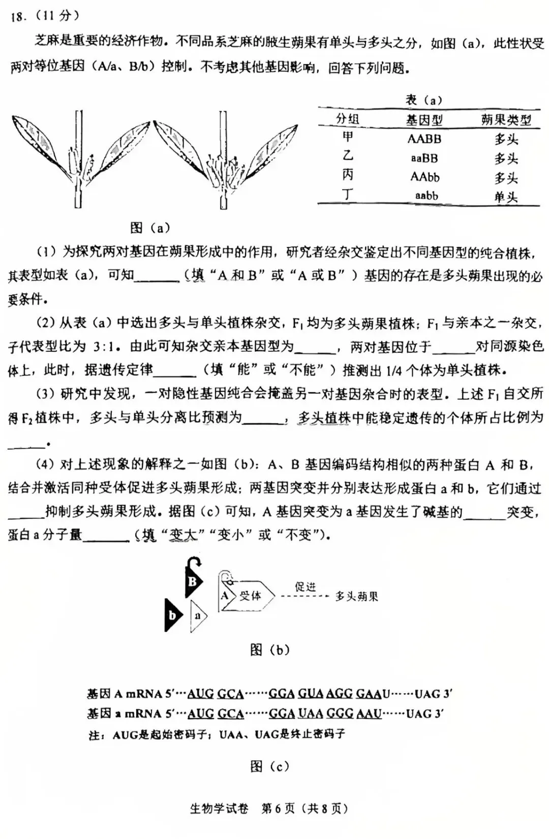 【高考真题】2025高考生物真题(陕晋青宁)-第6张图片-四季读书网