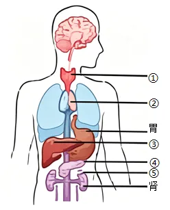 2026年包头昆区生物学模拟考试(一)-第5张图片-四季读书网 2026年包头昆区生物学模拟考试(一)-第5张图片-四季读书网