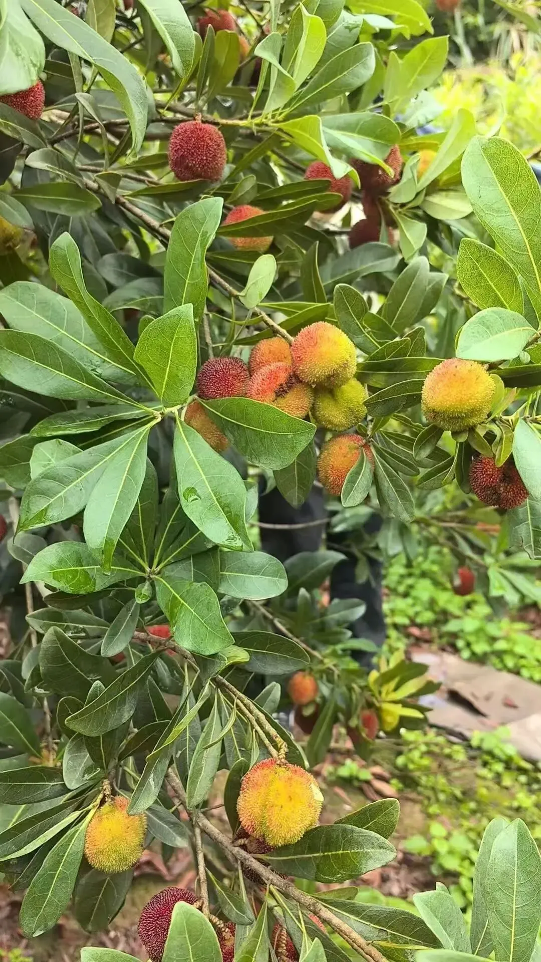 中考作文最后几天|4篇满分范文+逐段仿写思路-第1张图片-四季读书网