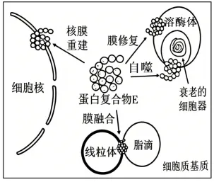 高考真题 | 2026年陕晋青宁四省普通高中学业水平选择性考试生物试题-第2张图片-四季读书网 高考真题 | 2026年陕晋青宁四省普通高中学业水平选择性考试生物试题-第2张图片-四季读书网