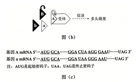 高考真题 | 2026年陕晋青宁四省普通高中学业水平选择性考试生物试题-第11张图片-四季读书网 高考真题 | 2026年陕晋青宁四省普通高中学业水平选择性考试生物试题-第11张图片-四季读书网