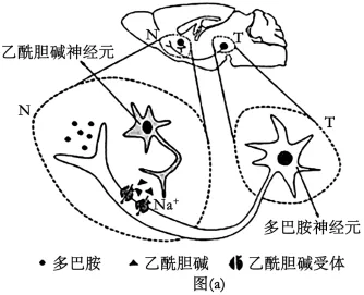 高考真题 | 2026年陕晋青宁四省普通高中学业水平选择性考试生物试题-第12张图片-四季读书网 高考真题 | 2026年陕晋青宁四省普通高中学业水平选择性考试生物试题-第12张图片-四季读书网