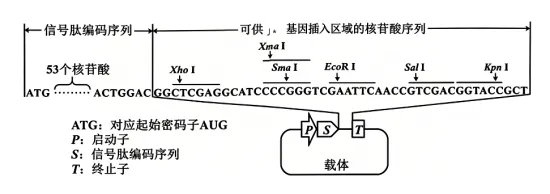 高考真题 | 2026年陕晋青宁四省普通高中学业水平选择性考试生物试题-第15张图片-四季读书网 高考真题 | 2026年陕晋青宁四省普通高中学业水平选择性考试生物试题-第15张图片-四季读书网