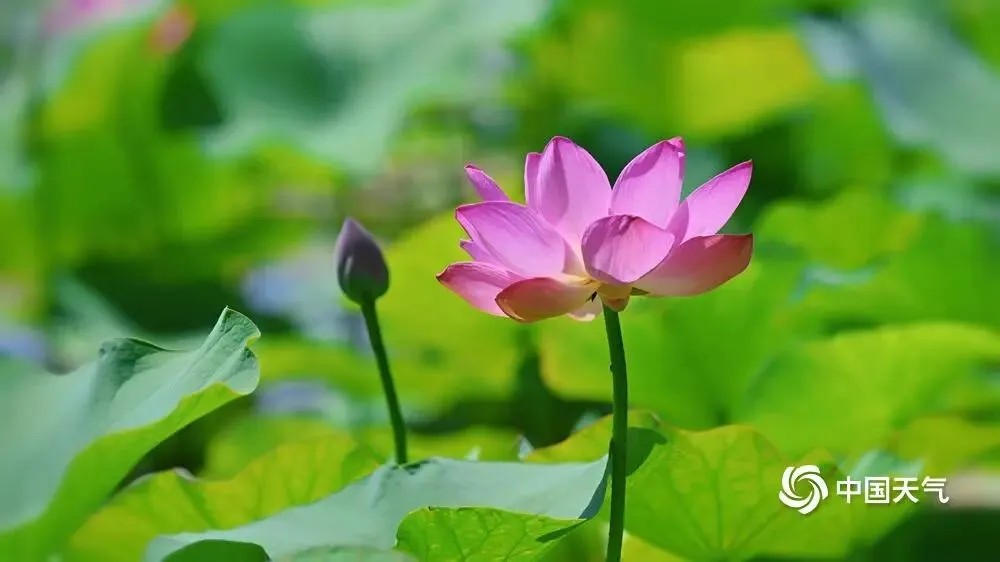 晨风清凉助中考-第10张图片-四季读书网 晨风清凉助中考-第10张图片-四季读书网