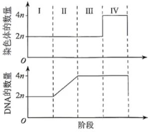 高考真题| 2026年高考生物学试题(河南卷)-第6张图片-四季读书网 高考真题| 2026年高考生物学试题(河南卷)-第6张图片-四季读书网