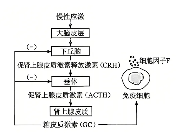 高考真题| 2026年高考生物学试题(河南卷)-第9张图片-四季读书网 高考真题| 2026年高考生物学试题(河南卷)-第9张图片-四季读书网