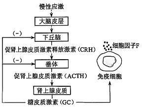【真题速递】2026河南高考生物学真题+答案(可下载)-第6张图片-四季读书网 【真题速递】2026河南高考生物学真题+答案(可下载)-第6张图片-四季读书网