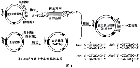 【真题速递】2026河南高考生物学真题+答案(可下载)-第8张图片-四季读书网 【真题速递】2026河南高考生物学真题+答案(可下载)-第8张图片-四季读书网