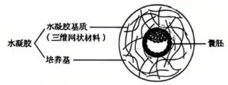 【真题速递】2026黑龙江、吉林、辽宁、内蒙古高考生物真题及参考答案(试题评析)-第2张图片-四季读书网 【真题速递】2026黑龙江、吉林、辽宁、内蒙古高考生物真题及参考答案(试题评析)-第2张图片-四季读书网
