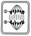 【真题速递】2026黑龙江、吉林、辽宁、内蒙古高考生物真题及参考答案(试题评析)-第3张图片-四季读书网 【真题速递】2026黑龙江、吉林、辽宁、内蒙古高考生物真题及参考答案(试题评析)-第3张图片-四季读书网