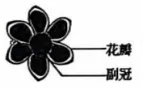 【真题速递】2026黑龙江、吉林、辽宁、内蒙古高考生物真题及参考答案(试题评析)-第7张图片-四季读书网 【真题速递】2026黑龙江、吉林、辽宁、内蒙古高考生物真题及参考答案(试题评析)-第7张图片-四季读书网