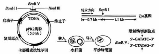 【真题速递】2026黑龙江、吉林、辽宁、内蒙古高考生物真题及参考答案(试题评析)-第14张图片-四季读书网 【真题速递】2026黑龙江、吉林、辽宁、内蒙古高考生物真题及参考答案(试题评析)-第14张图片-四季读书网