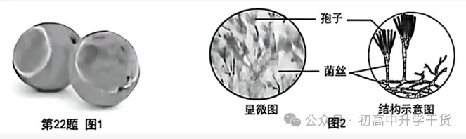 2026年重庆中考真题试题+答案解析(生物)| PDF高清下载版-第7张图片-四季读书网
