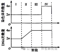 【高考真题】2026河南高考生物学真题+答案-第2张图片-四季读书网 【高考真题】2026河南高考生物学真题+答案-第2张图片-四季读书网