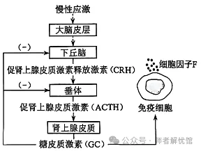 【高考真题】2026河南高考生物学真题+答案-第6张图片-四季读书网 【高考真题】2026河南高考生物学真题+答案-第6张图片-四季读书网