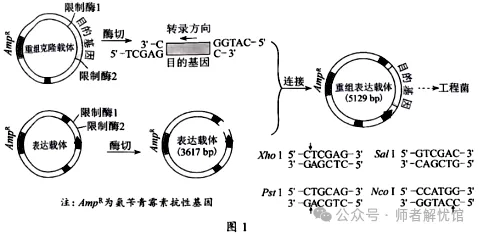 【高考真题】2026河南高考生物学真题+答案-第8张图片-四季读书网 【高考真题】2026河南高考生物学真题+答案-第8张图片-四季读书网