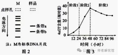 【高考真题】2026河南高考生物学真题+答案-第9张图片-四季读书网 【高考真题】2026河南高考生物学真题+答案-第9张图片-四季读书网