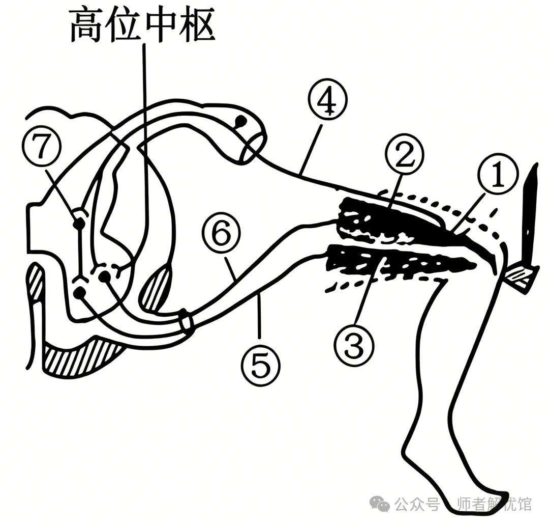 【高考真题】2026安徽省高考生物学真题逐题详解+溯源 +考情+考点总结(建议收藏)-第4张图片-四季读书网