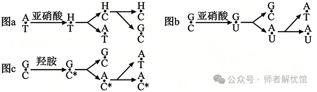 【高考真题】2026安徽省高考生物学真题逐题详解+溯源 +考情+考点总结(建议收藏)-第5张图片-四季读书网