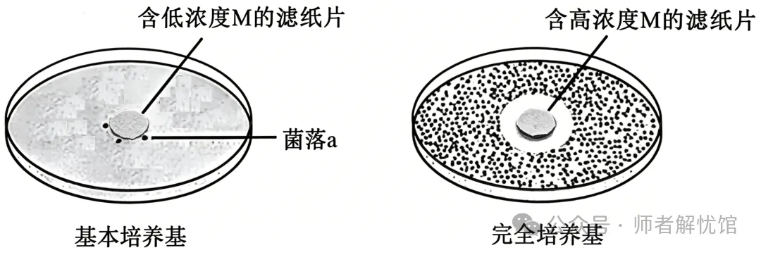 【高考真题】2026安徽省高考生物学真题逐题详解+溯源 +考情+考点总结(建议收藏)-第7张图片-四季读书网