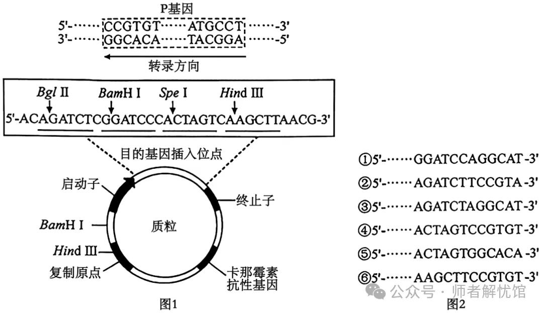 【高考真题】2026安徽省高考生物学真题逐题详解+溯源 +考情+考点总结(建议收藏)-第18张图片-四季读书网