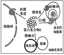 高考真题丨陕西、山西、宁夏、青海2026年高考生物真题答案解析与备考策略-第2张图片-四季读书网 高考真题丨陕西、山西、宁夏、青海2026年高考生物真题答案解析与备考策略-第2张图片-四季读书网