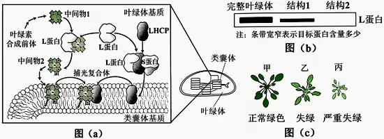 高考真题丨陕西、山西、宁夏、青海2026年高考生物真题答案解析与备考策略-第10张图片-四季读书网 高考真题丨陕西、山西、宁夏、青海2026年高考生物真题答案解析与备考策略-第10张图片-四季读书网