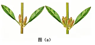 高考真题丨陕西、山西、宁夏、青海2026年高考生物真题答案解析与备考策略-第11张图片-四季读书网 高考真题丨陕西、山西、宁夏、青海2026年高考生物真题答案解析与备考策略-第11张图片-四季读书网