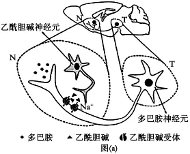 高考真题丨陕西、山西、宁夏、青海2026年高考生物真题答案解析与备考策略-第14张图片-四季读书网 高考真题丨陕西、山西、宁夏、青海2026年高考生物真题答案解析与备考策略-第14张图片-四季读书网
