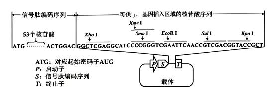 高考真题丨陕西、山西、宁夏、青海2026年高考生物真题答案解析与备考策略-第17张图片-四季读书网 高考真题丨陕西、山西、宁夏、青海2026年高考生物真题答案解析与备考策略-第17张图片-四季读书网