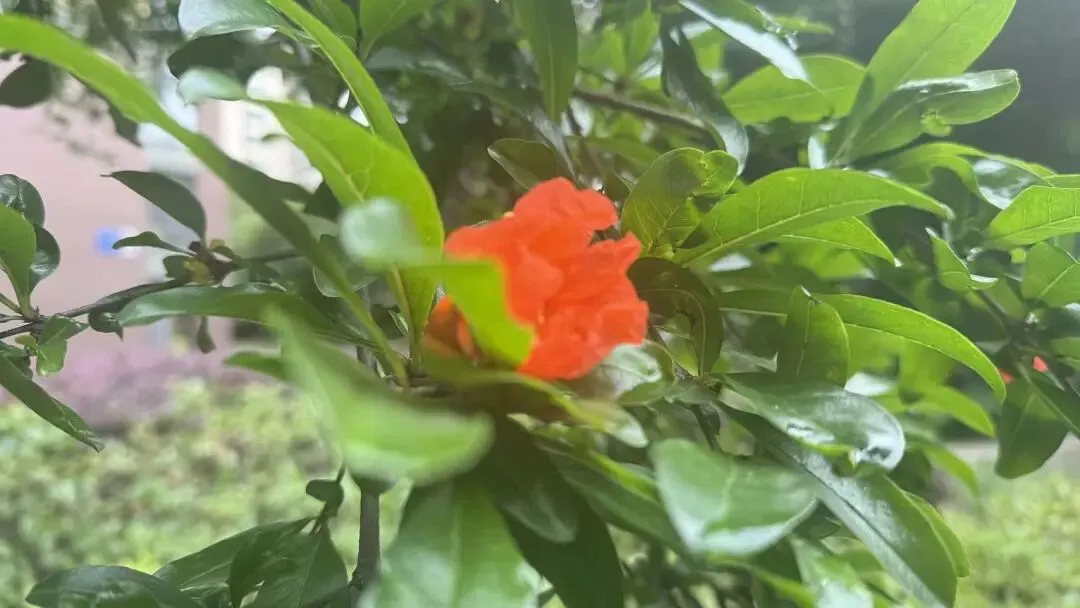 中考语文复习指要-第1张图片-四季读书网 中考语文复习指要-第1张图片-四季读书网