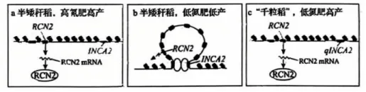 高考真题 | 2026年黑吉辽蒙四省普通高中学业水平选择性考试生物学试题-第12张图片-四季读书网
