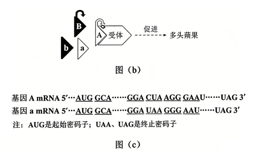 2026高考生物学真题(陕晋青宁卷)+解析-第10张图片-四季读书网 2026高考生物学真题(陕晋青宁卷)+解析-第10张图片-四季读书网