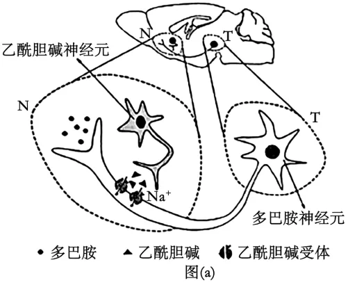 2026高考生物学真题(陕晋青宁卷)+解析-第11张图片-四季读书网 2026高考生物学真题(陕晋青宁卷)+解析-第11张图片-四季读书网