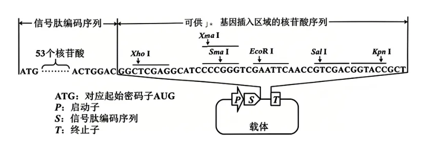 2026高考生物学真题(陕晋青宁卷)+解析-第14张图片-四季读书网 2026高考生物学真题(陕晋青宁卷)+解析-第14张图片-四季读书网
