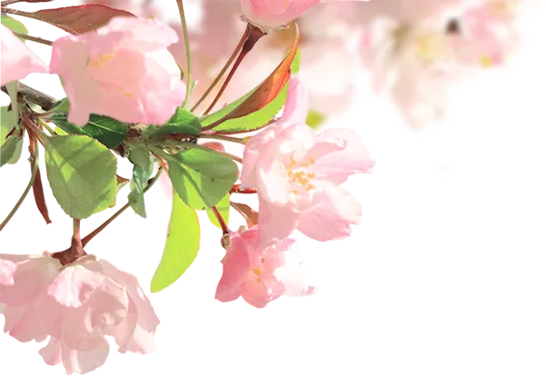 中考期间,河间这些路段将实施临时交通管制-第9张图片-四季读书网 中考期间,河间这些路段将实施临时交通管制-第9张图片-四季读书网