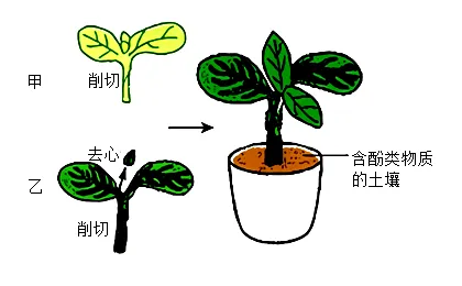 2026年呼和浩特市学业水平模拟考试(一)生物学部分-第3张图片-四季读书网 2026年呼和浩特市学业水平模拟考试(一)生物学部分-第3张图片-四季读书网