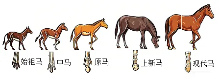 2026年呼和浩特市学业水平模拟考试(一)生物学部分-第6张图片-四季读书网 2026年呼和浩特市学业水平模拟考试(一)生物学部分-第6张图片-四季读书网