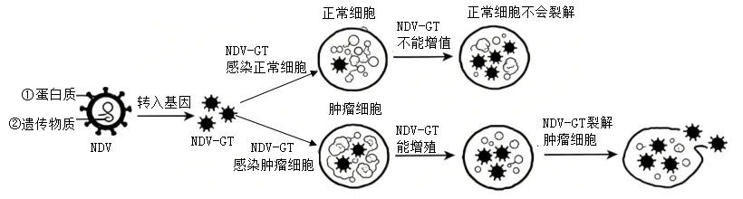 2026年呼和浩特市学业水平模拟考试(一)生物学部分-第11张图片-四季读书网 2026年呼和浩特市学业水平模拟考试(一)生物学部分-第11张图片-四季读书网