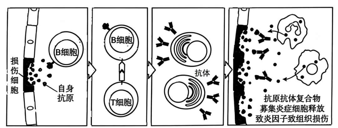 2026年高考黑吉辽蒙卷生物高考真题(含答案)-第6张图片-四季读书网 2026年高考黑吉辽蒙卷生物高考真题(含答案)-第6张图片-四季读书网