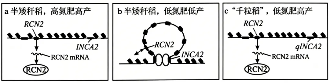 2026年高考黑吉辽蒙卷生物高考真题(含答案)-第11张图片-四季读书网 2026年高考黑吉辽蒙卷生物高考真题(含答案)-第11张图片-四季读书网
