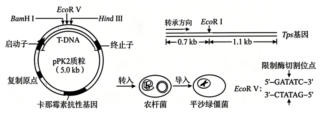 2026年高考黑吉辽蒙卷生物高考真题(含答案)-第12张图片-四季读书网 2026年高考黑吉辽蒙卷生物高考真题(含答案)-第12张图片-四季读书网