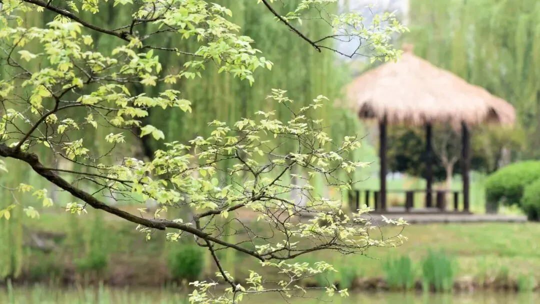 中考第一天 | 哇!作文题“飞地”出炉,又是专为园区校出的吗?-第81张图片-四季读书网 中考第一天 | 哇!作文题“飞地”出炉,又是专为园区校出的吗?-第81张图片-四季读书网