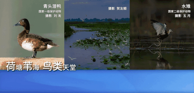 中考倒计时!这份倡议书,安新人请接力转发-第9张图片-四季读书网