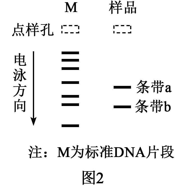 2026年高考河南卷生物高考真题及解析-第11张图片-四季读书网