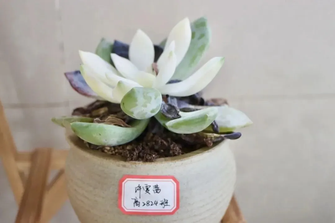 诚邀中考预估650分以上的学生、有专长的艺术热爱者、偏科的黑马,共赴一场“高能青春”-第37张图片-四季读书网 诚邀中考预估650分以上的学生、有专长的艺术热爱者、偏科的黑马,共赴一场“高能青春”-第37张图片-四季读书网