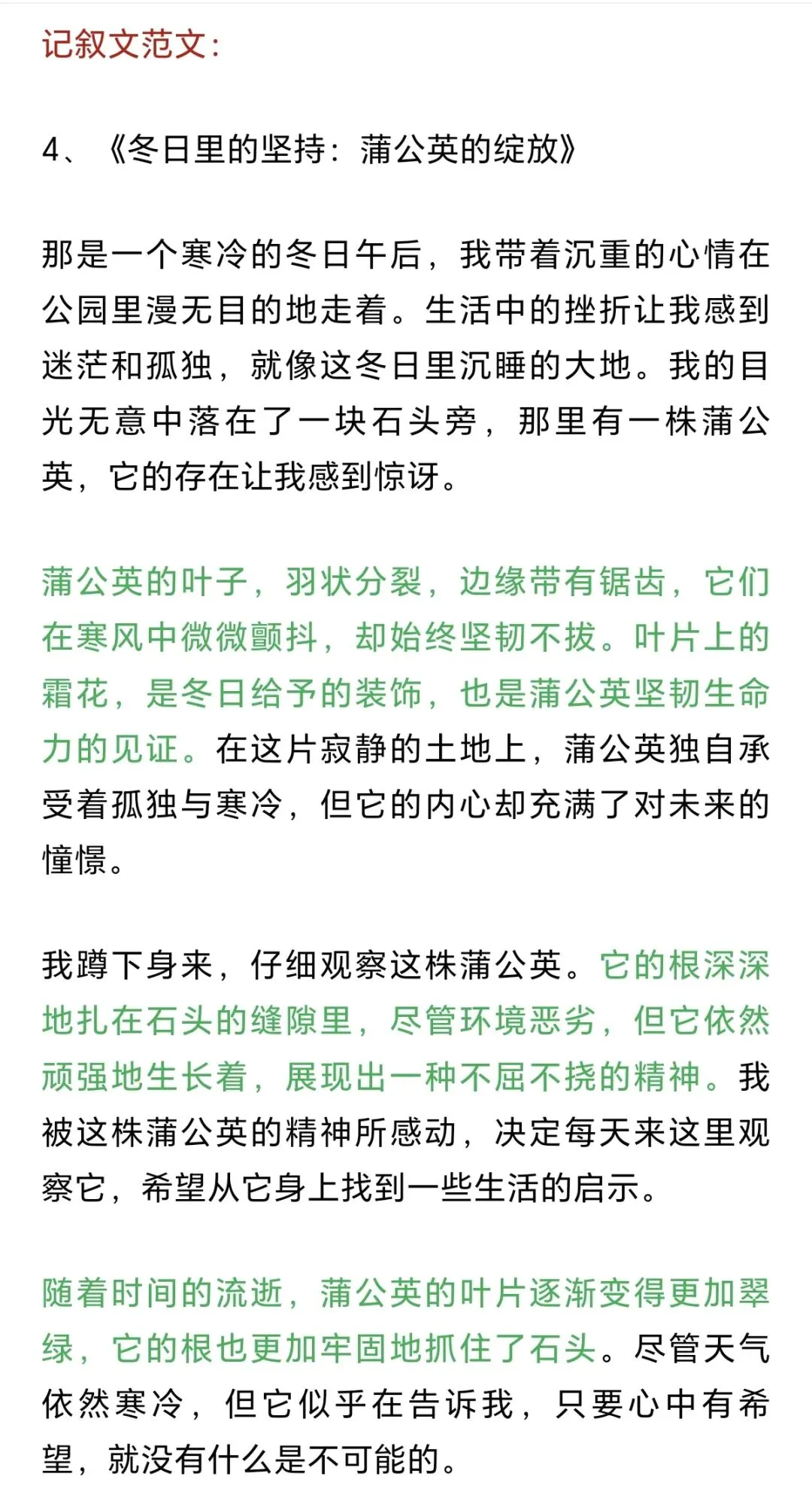 中考主题范文4️⃣:《冬日里的坚持:蒲公英的绽放》-第1张图片-四季读书网