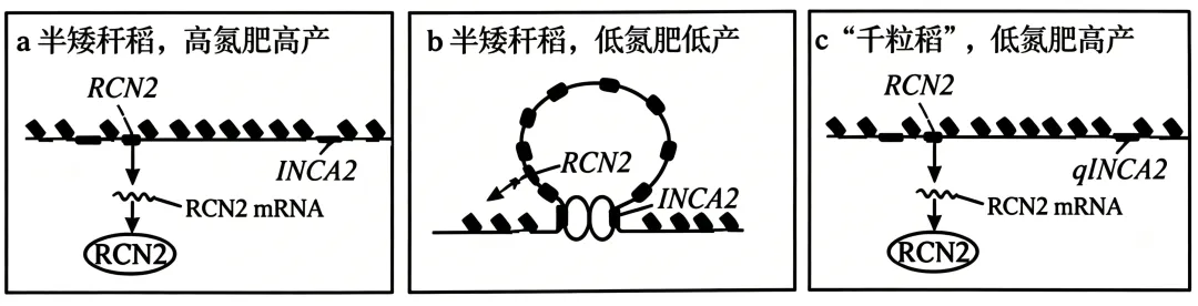 2026年高考生物黑吉辽蒙卷(真题+答案+详解+知识点溯源)(附:下载链接)-第11张图片-四季读书网 2026年高考生物黑吉辽蒙卷(真题+答案+详解+知识点溯源)(附:下载链接)-第11张图片-四季读书网